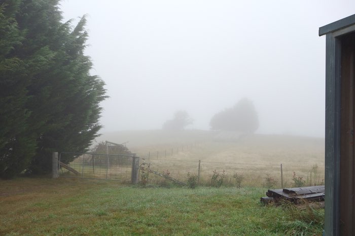 fog over a paddock