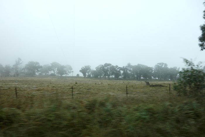 foggy roadside