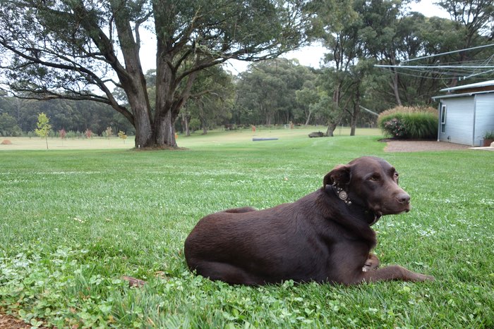 a labrador x kelpie relaxes on the lawn