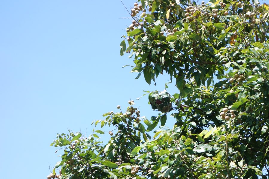 ants nest in a longan tree