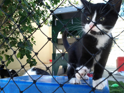 the first cat