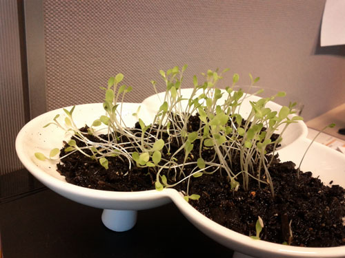 lettuce microgreens, week and a half old