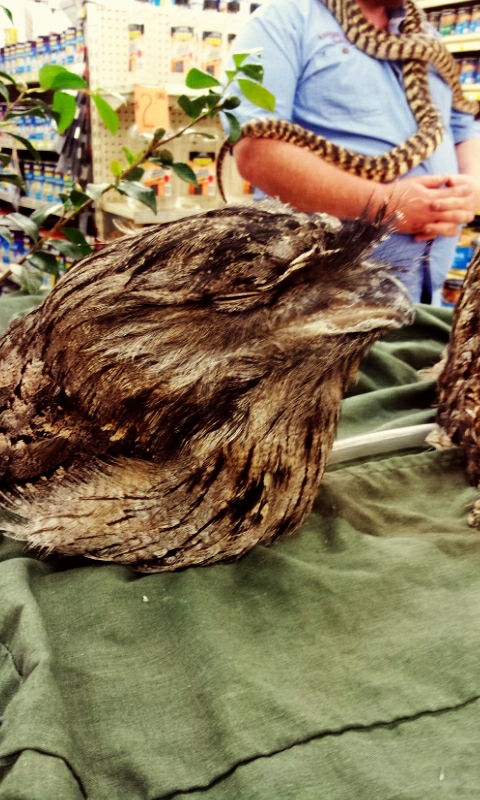 Tawny frogmouth, c. 2012