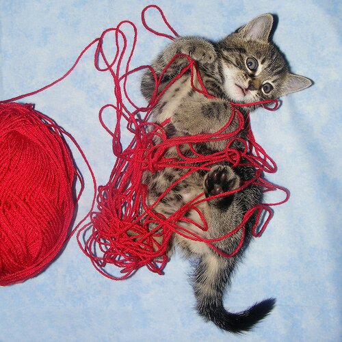 inept tabby kitten tangled up in red yarn