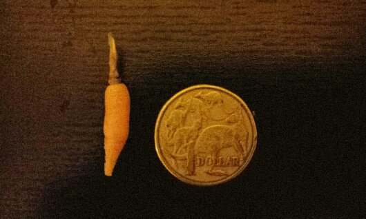 Tiny three-season carrot the same size as a one dollar coin, c. 2013