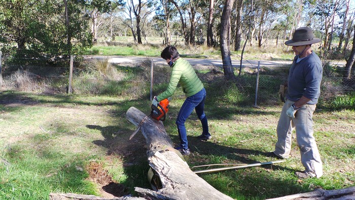 chainsawing a log