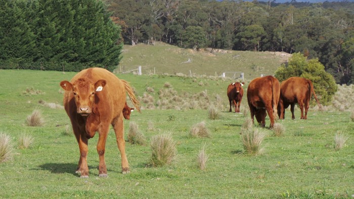 heifers are cows who are pregnant for the first time