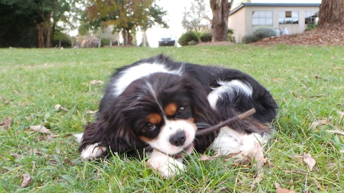 dog chewing stick