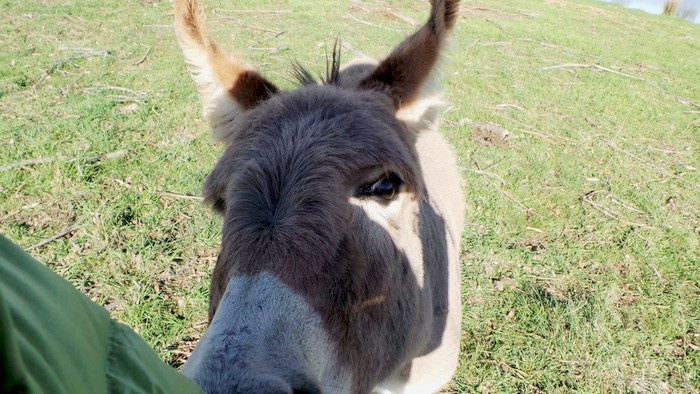 enough boop