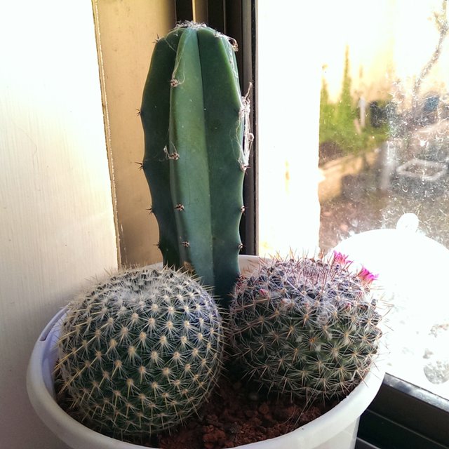 cute cactus arrangement consisting of two small ball cactus and one tall cactus, c. 2014