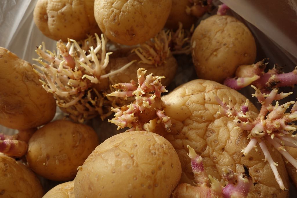 sprouted potatoes in a plastic bag 2