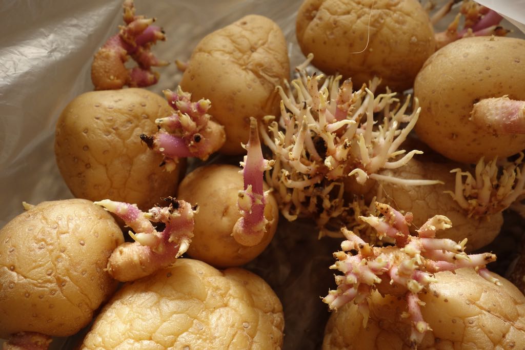 sprouted potatoes in a plastic bag 3