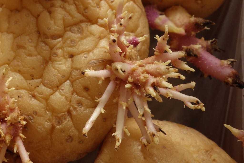 close-up of potato sprout branches