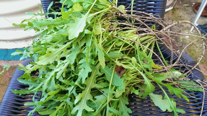 a harvest of rocket leaves, c. 2014