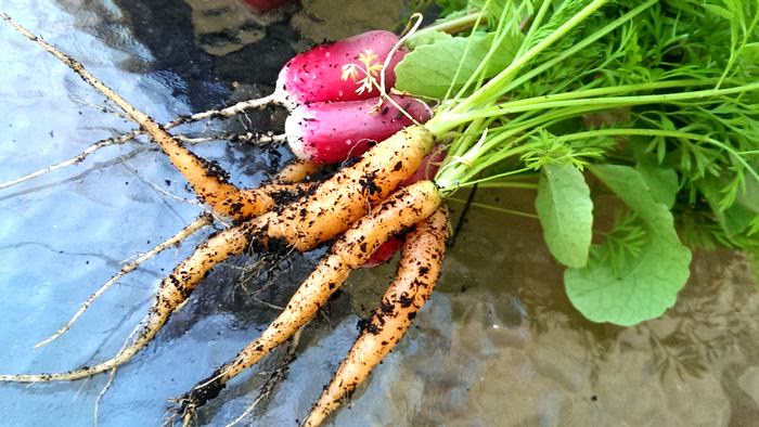 baby carrots and radishes winter harvest, c. 2014