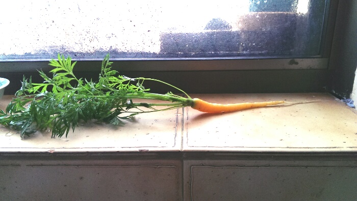 baby carrot on windowsill, c. 2014