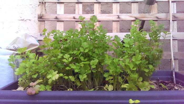 thriving coriander