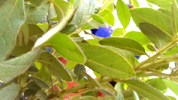 azalea lace bugs look like tiny fuzzy black dots, c. 2014