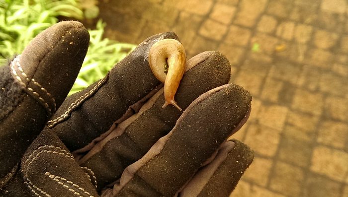 an ordinary garden slug, c. 2014