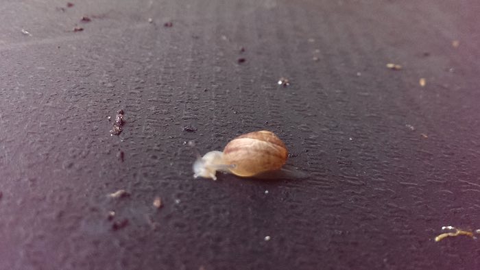 a little snail, c. 2014