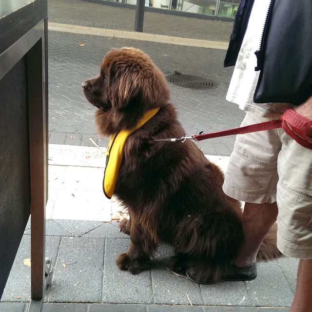 newfoundland puppy, c. 2014