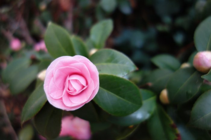 pink Camellia japonica, 21 Jun 2015.