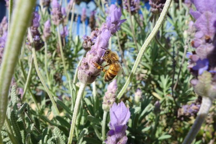 bee collecting pollen from a lavender flower