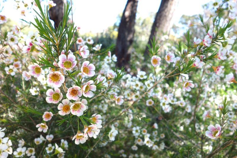 Light pink waxflower bush in bloom