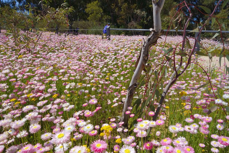 a field of Everlastings