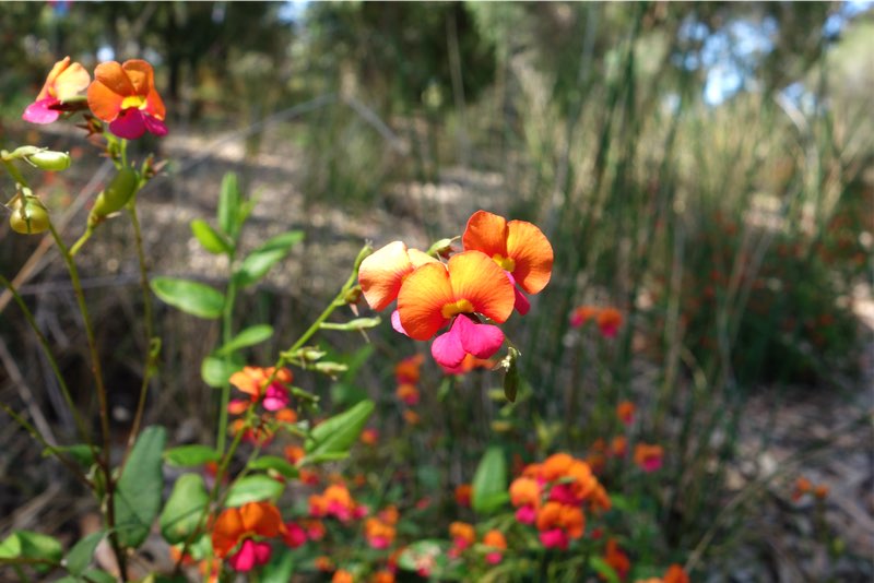 Bush Flame pea