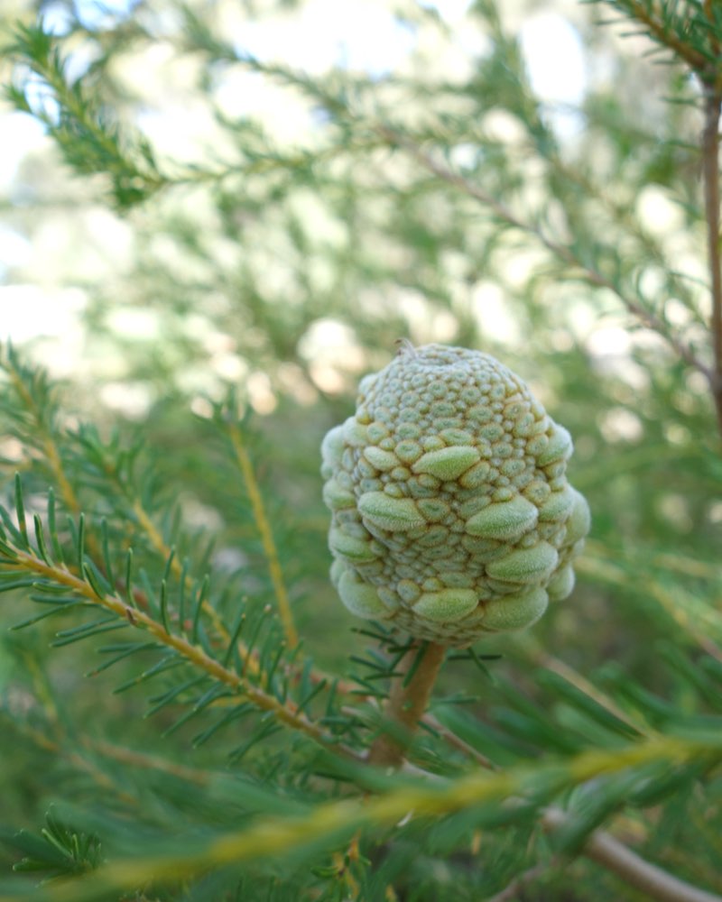 fuzzy round flower bud of a native Australian shrub