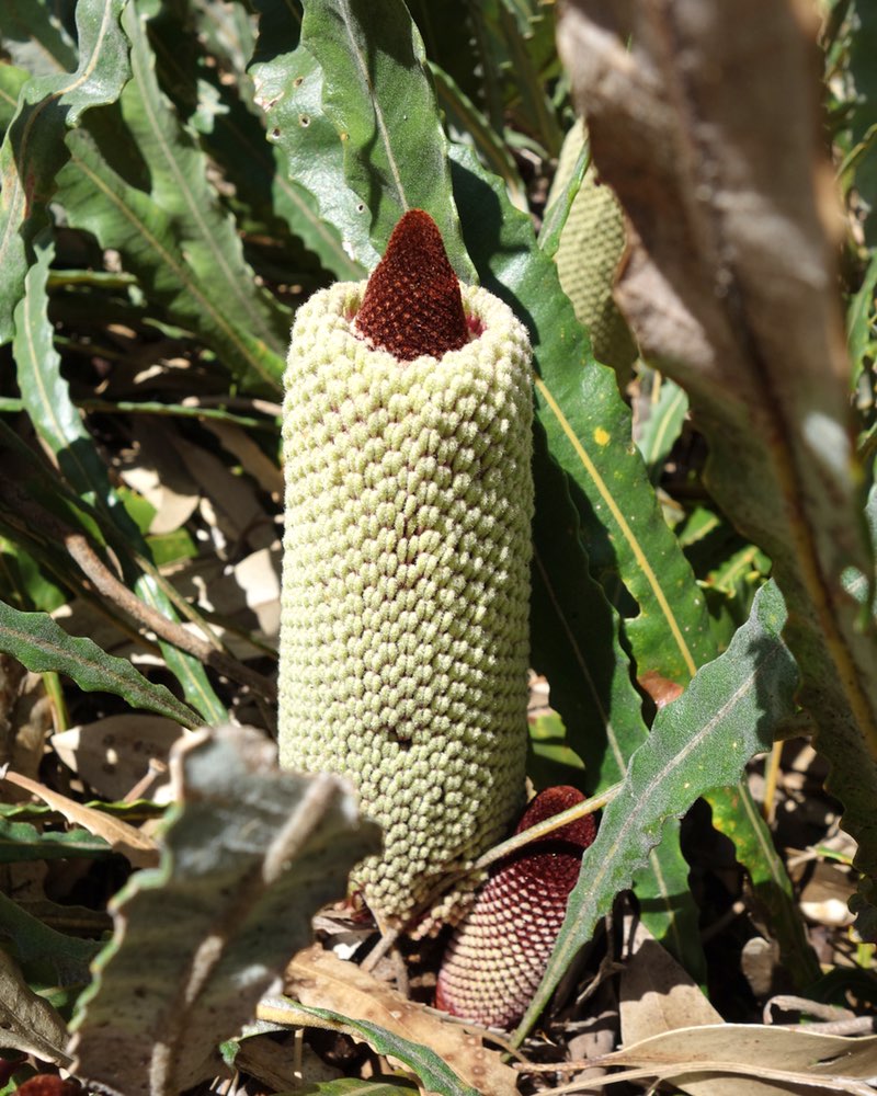 Banksia in flower