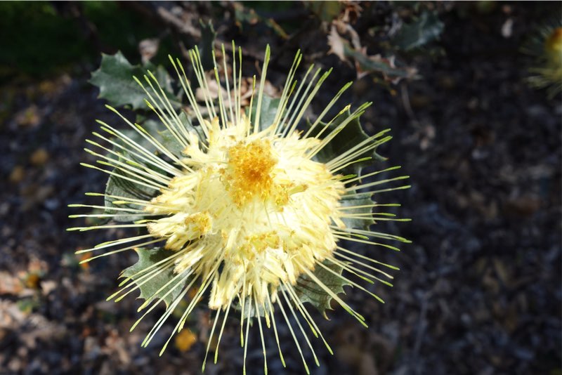 top down view native Australian shrub flower