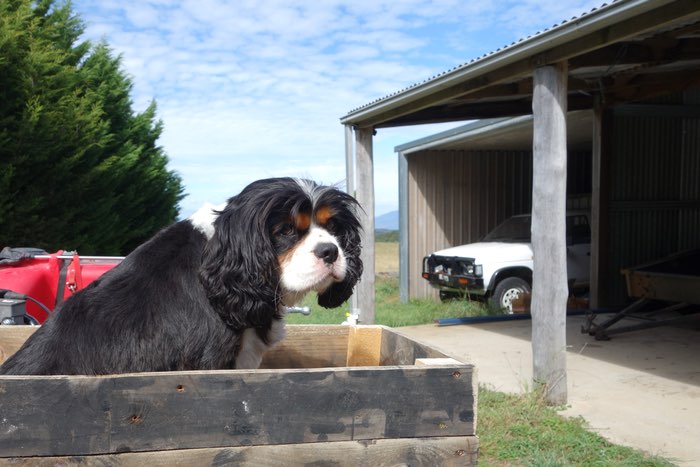 dog in a box