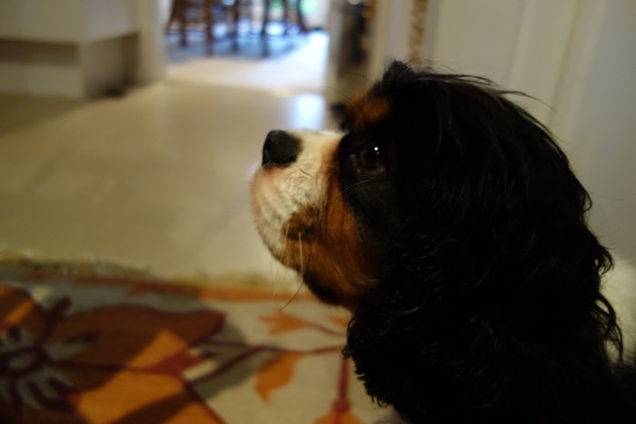 profile of cute King Charles Cavalier spaniel