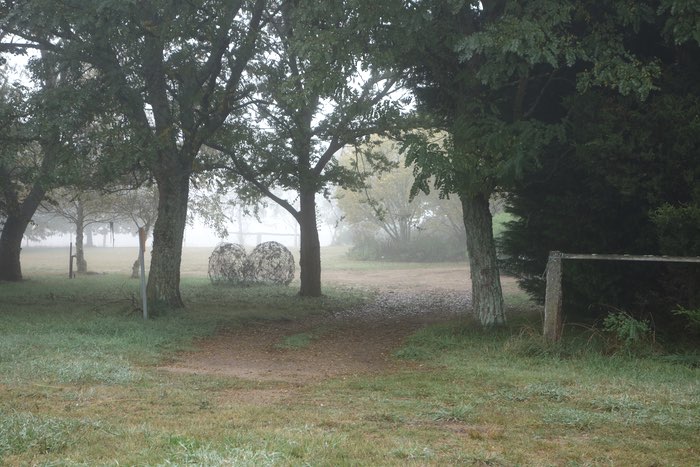 wire sculptures between trees