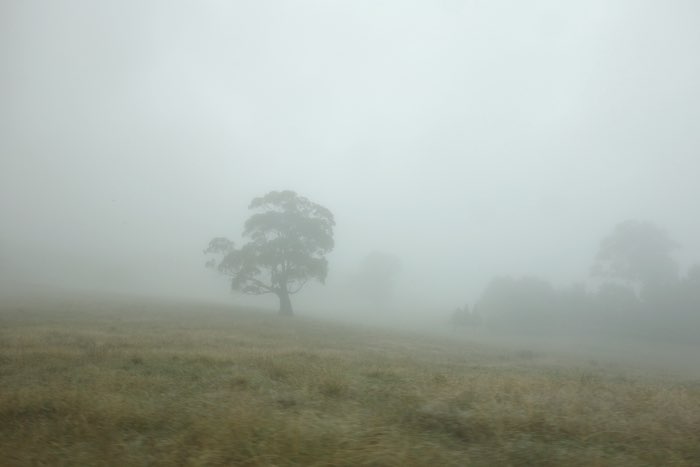 a tree in the fog