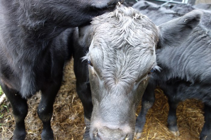 a cow peers at you