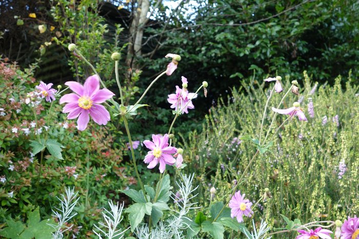 pink flowers in a country garden