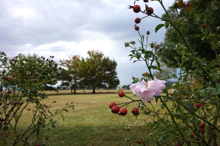 rose and rosehips in a country garden