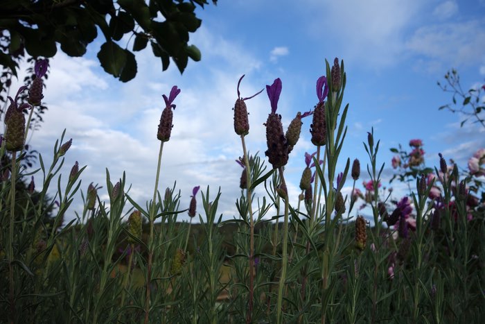 lavender silhouettes against clouds and sky