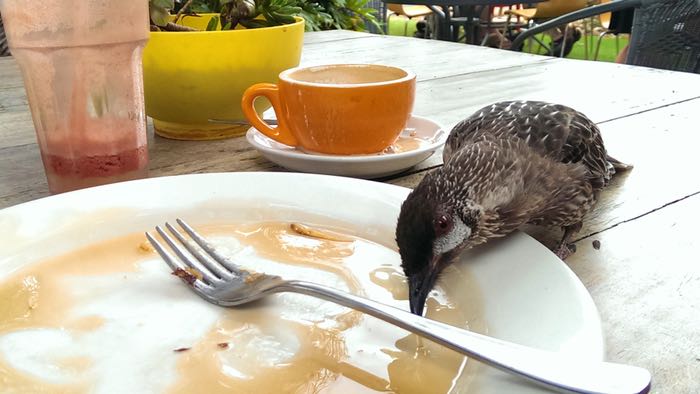 little honey eater eating honey