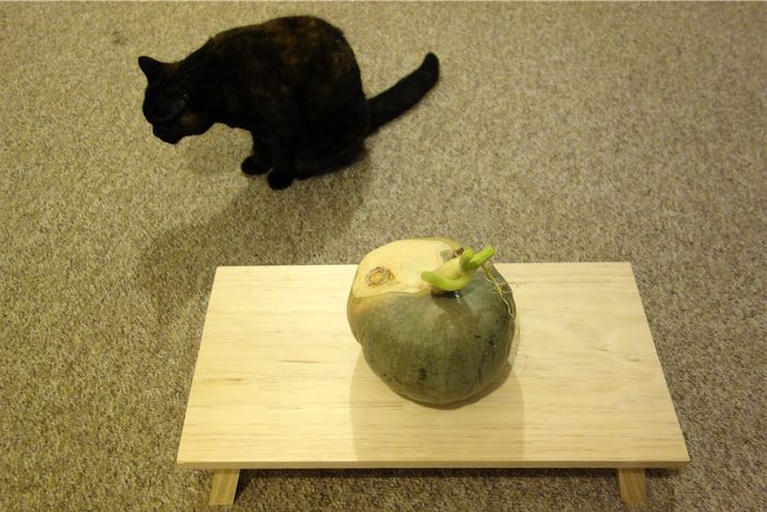 pumpkin smaller than a cat, c. 2015