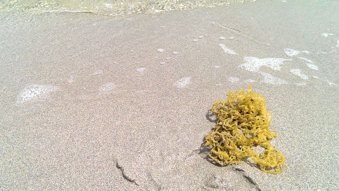 noodle-shaped seaweed