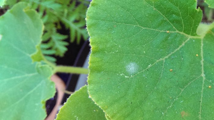 spot of powdery mildew on pumpkin leaf, c. 2015