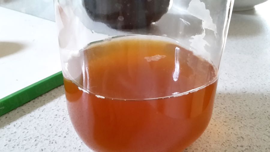 kombucha mother beginning to grow