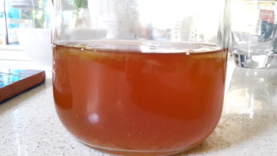 SCOBY mother at day 4