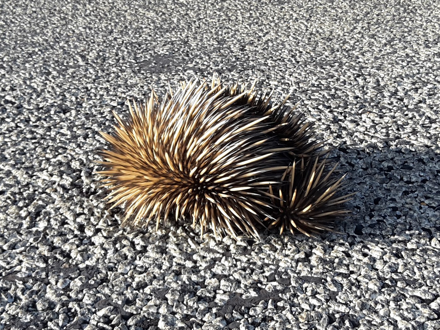 an echidna!