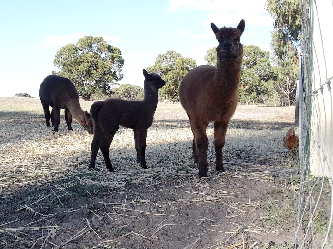 alpacas!