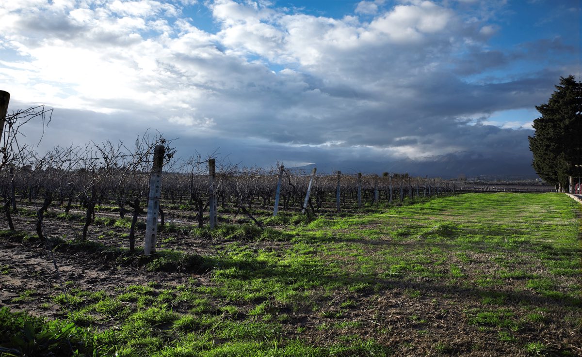 Villa Matilde vineyard in Campania. © Villa Matilde s.s.